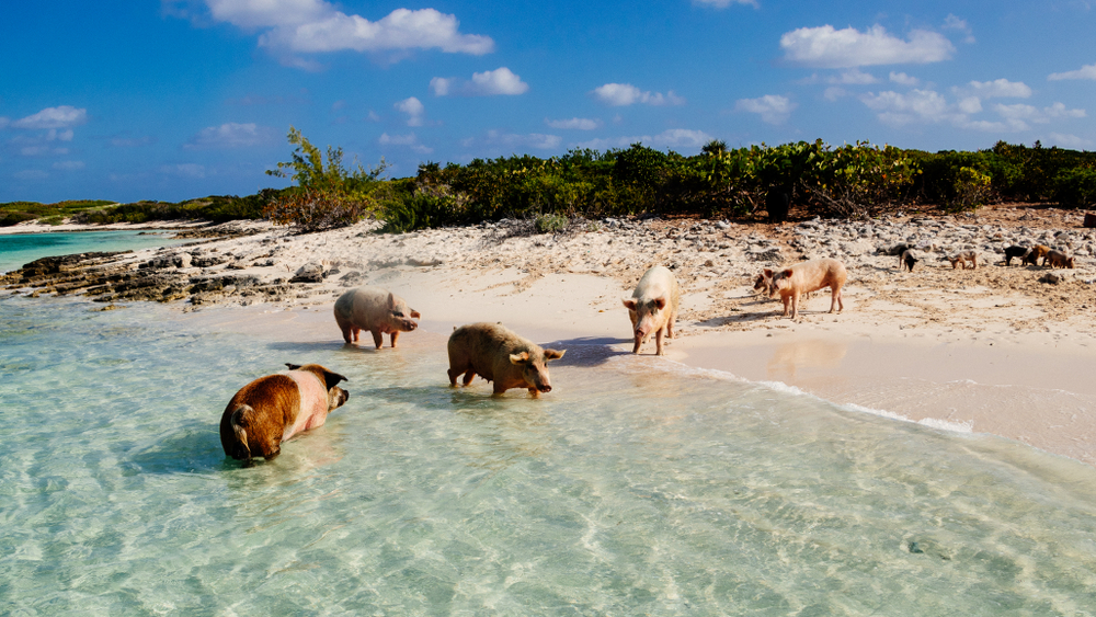 Ultimate Guide to the Swimming Pigs in the Bahamas